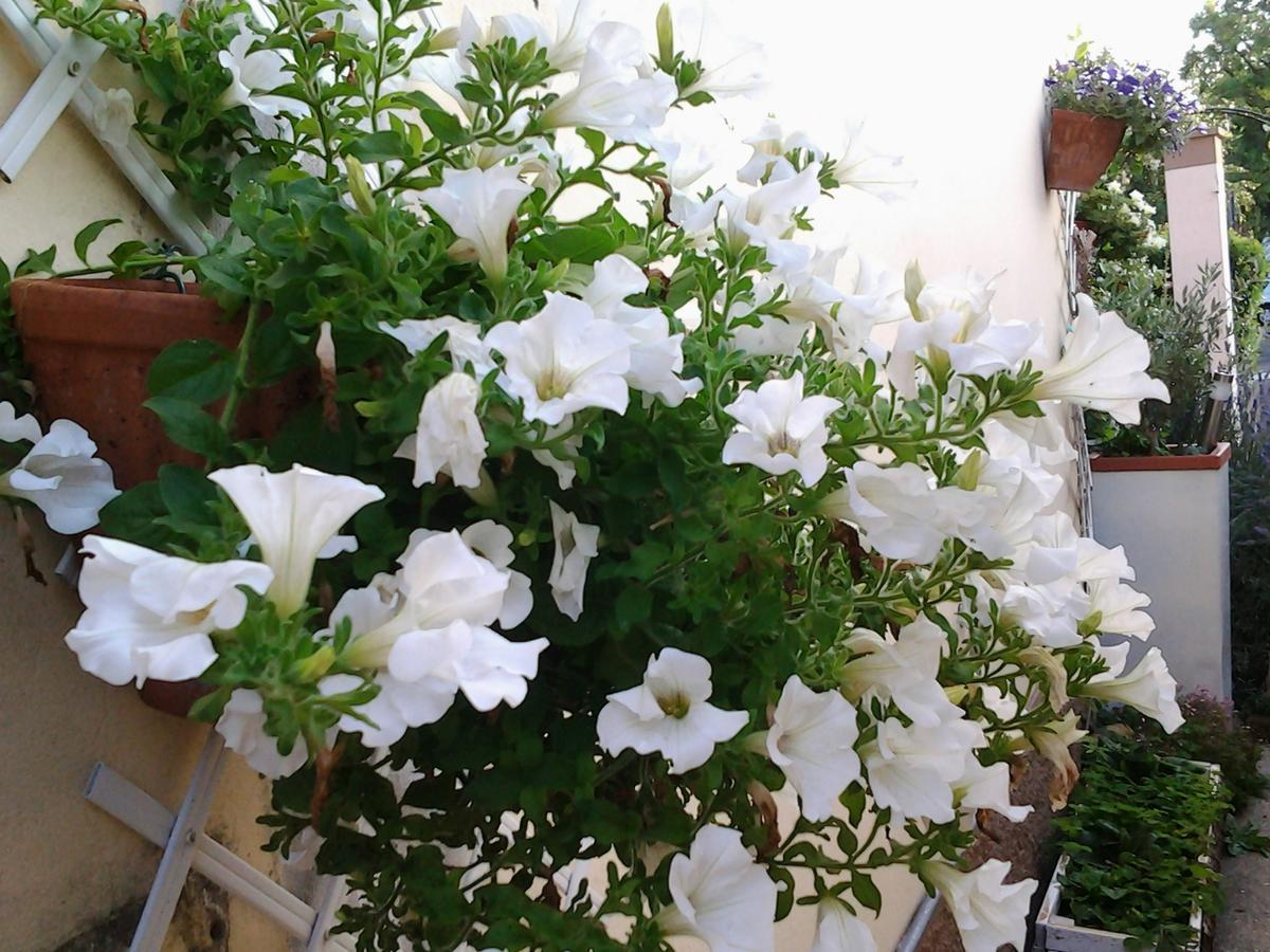 Dolce Vita Valeggio sul Mincio Bagian luar foto